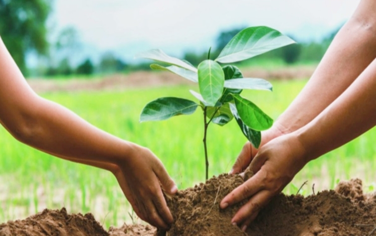 Mega plantation drive in Uttar Pradesh starts today