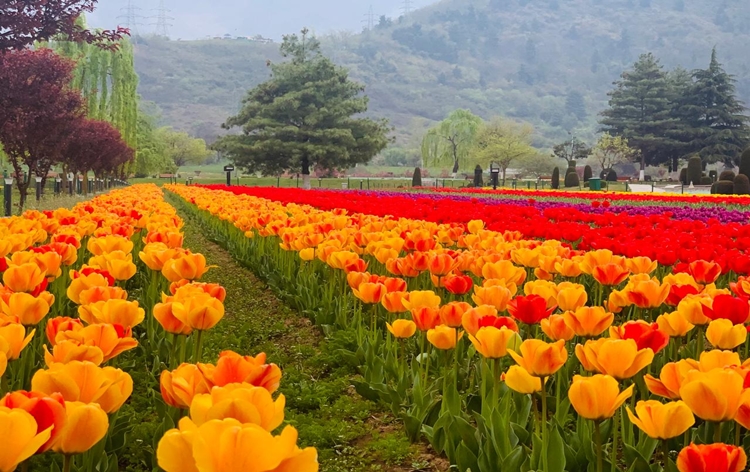 J&K: Exquisite Indira Gandhi Memorial Tulip Garden earns a prestigious spot in World Book of Records (London)