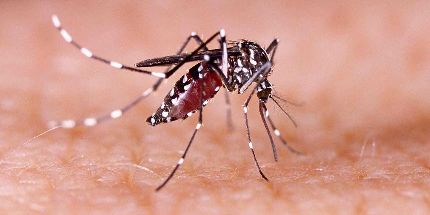धनबाद के एसएनएमएमसीएच अस्पताल में 37 खून के नमूनों की जांच की गई